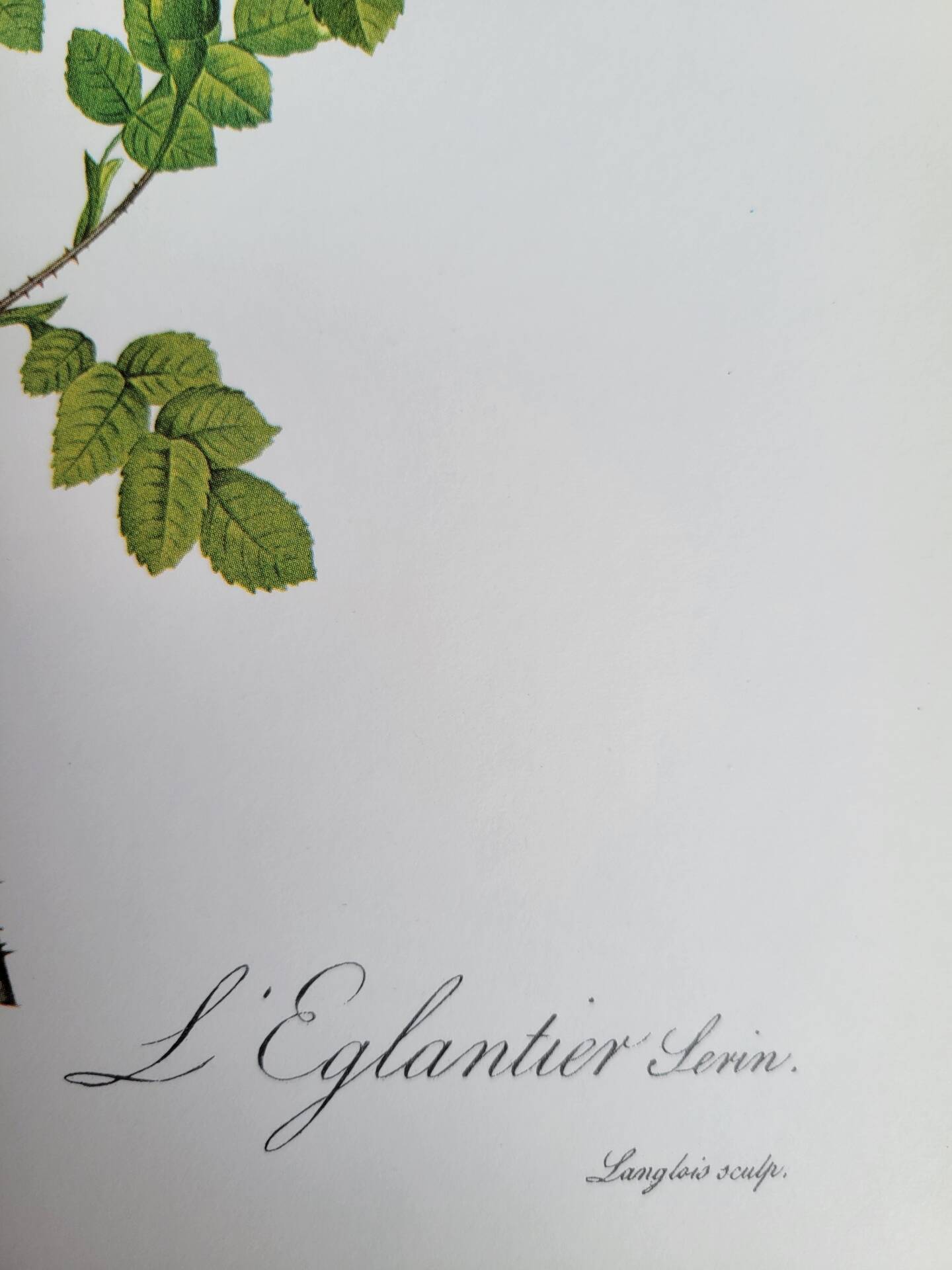 Botanical plate Rose Eglantier, P.J. Redouté 1960