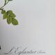 Botanical plate Rose Eglantier, P.J. Redouté 1960