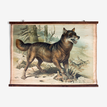 Educational Poster, Wolf, 1879