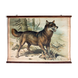 Educational Poster, Wolf, 1879