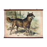 Educational Poster, Wolf, 1879