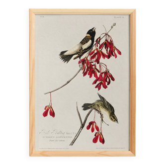 Poster about the Gobball, based on an old engraving from 1827.