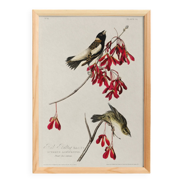Affiche sur le Goglu des prés, d’après une gravure ancienne de 1827.