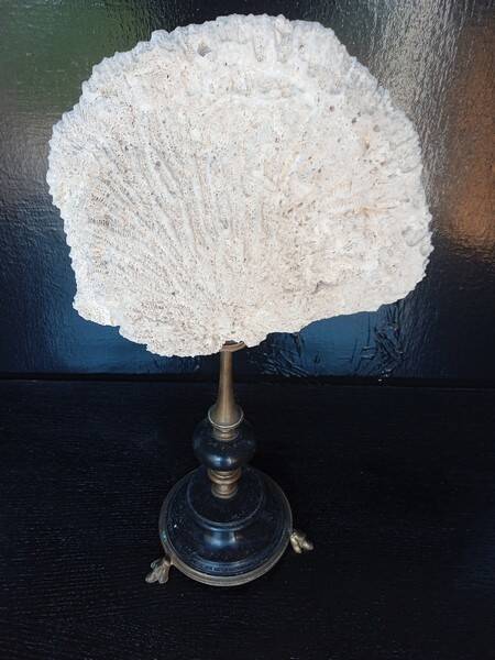 Cabinet of Curiosities 36cm coral brain of Neptune on base