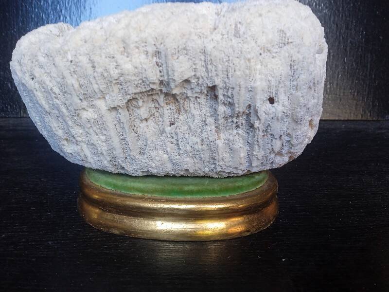 Cabinet de Curiosités Psammocora profundacel corail blanc sur socle