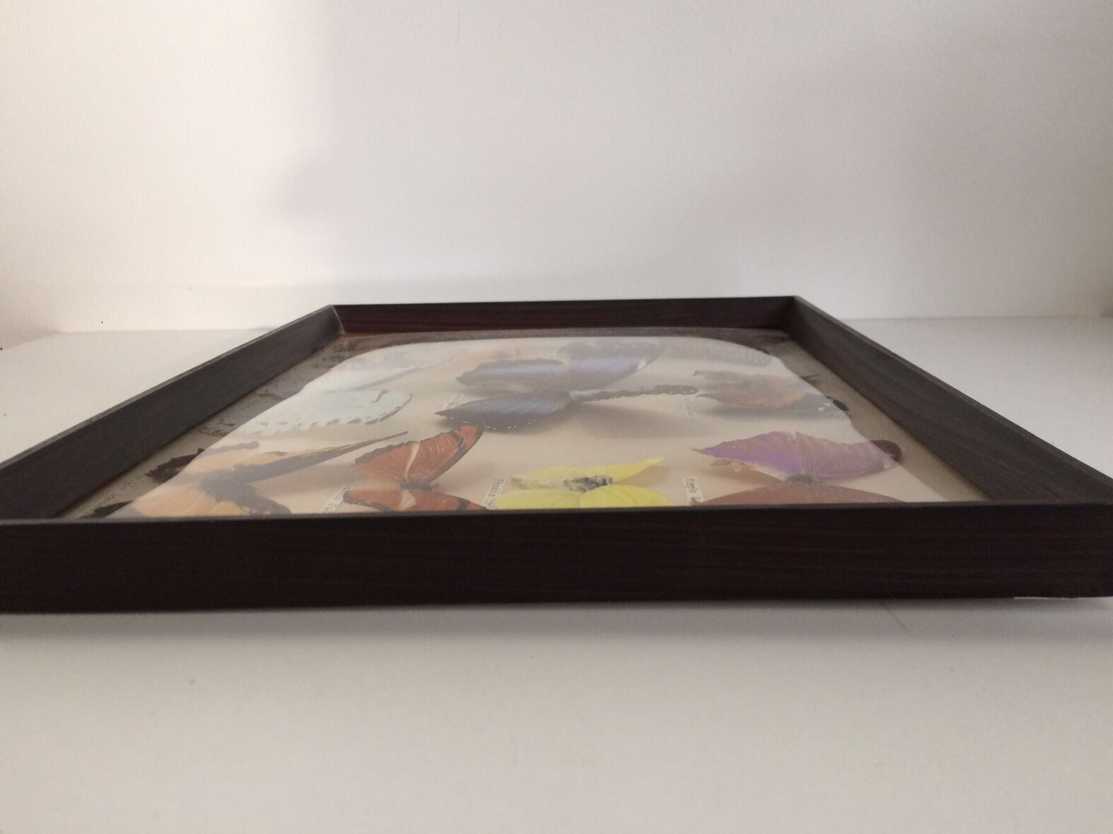 Butterflies naturalized