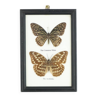Framed Asian Butterflies Taxidermy Mounted Insect Display 2 Pieces