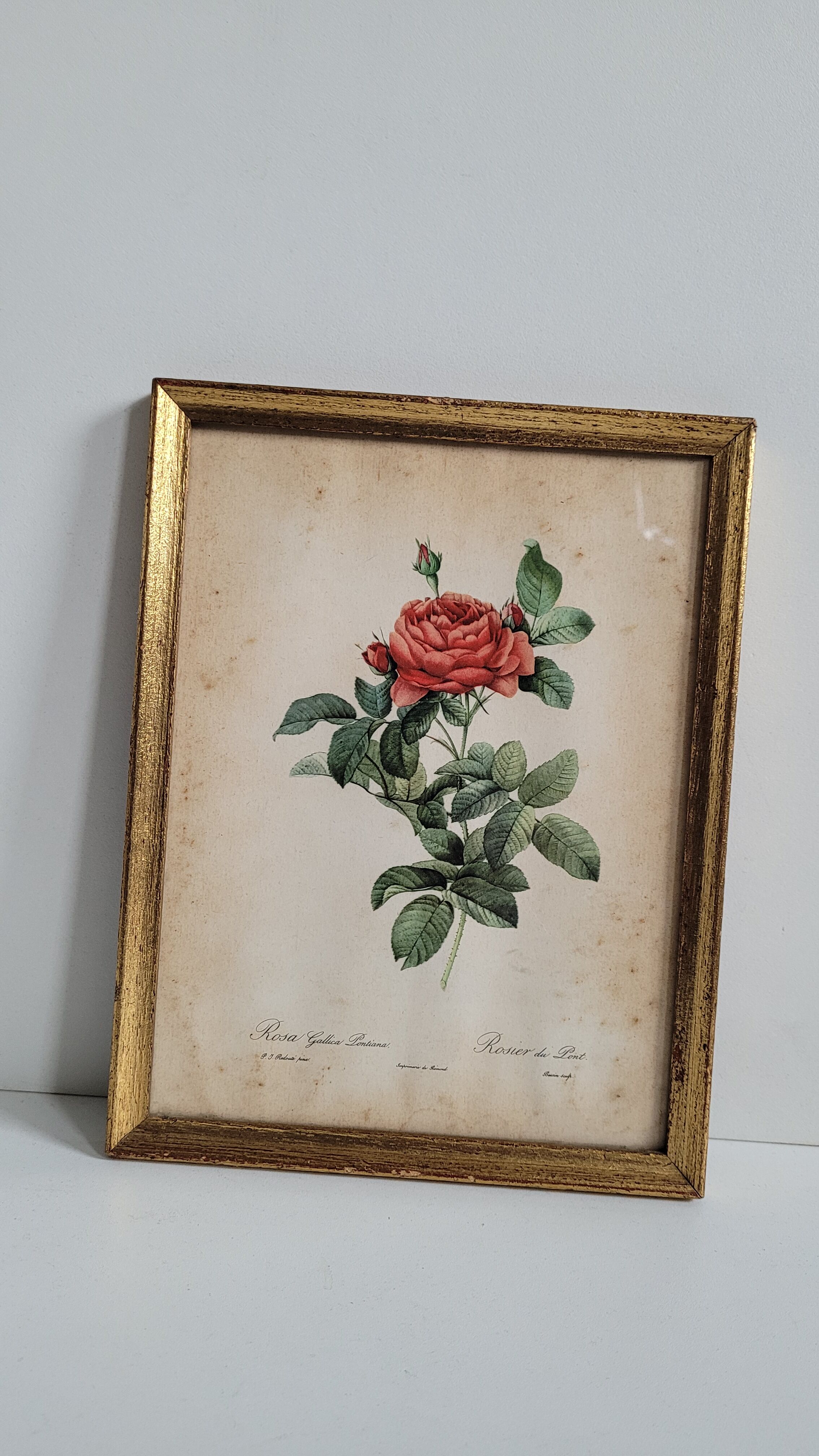 Litho rose of Pont P