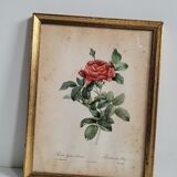 Litho rose of Pont P