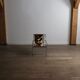Odile Mir Filo lounge chair model 203 for Prisunic, France 1971