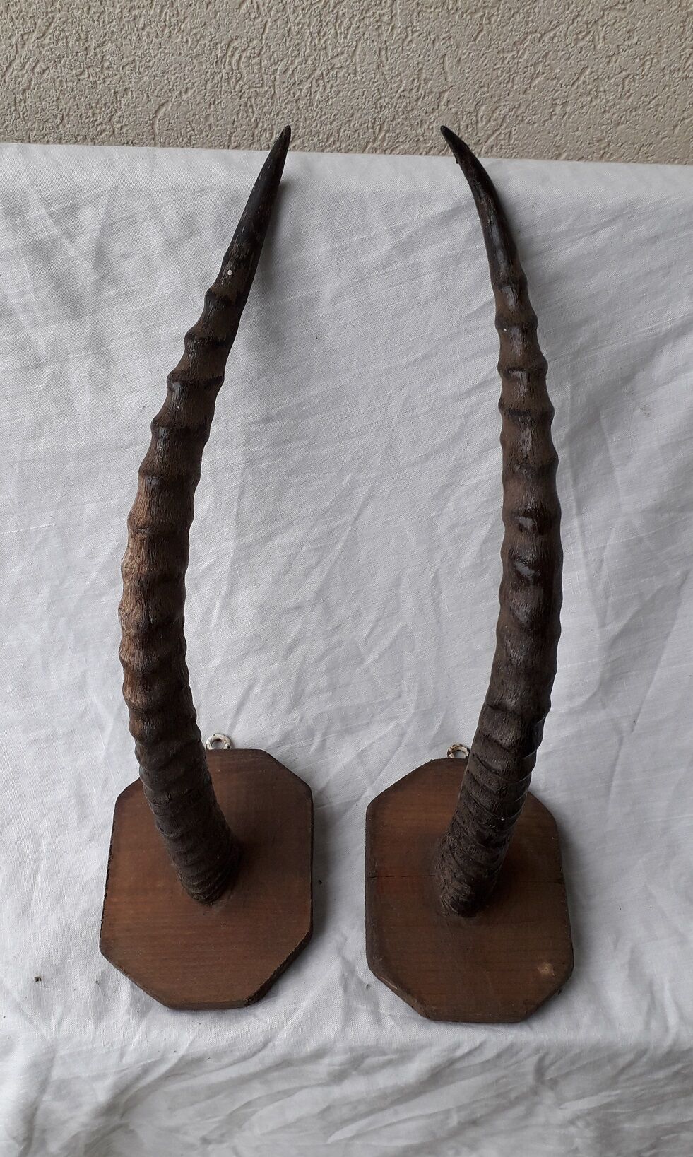 Gazelle horns trophy