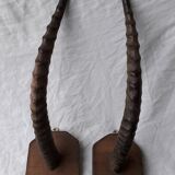 Gazelle horns trophy