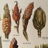 Lithograph on corn from 1921