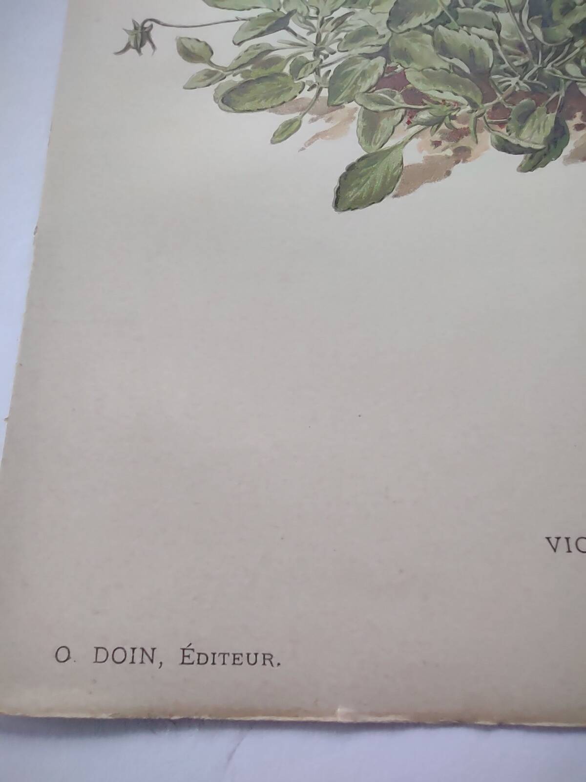 Affiche botanique ancienne - Viola - Gravure de fleur 1899 vintage