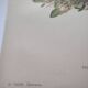 Affiche botanique ancienne - Viola - Gravure de fleur 1899 vintage