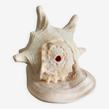 Shell horned helmet 25 cm