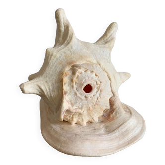 Shell horned helmet 25 cm