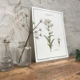 Botanical plank the Millefeuille