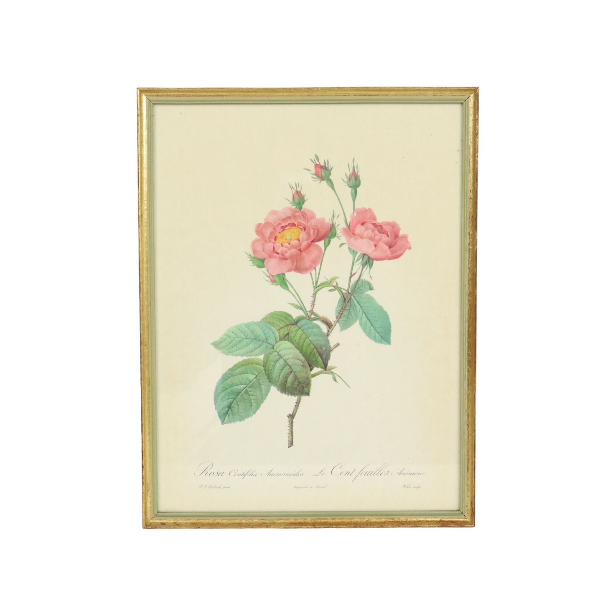 Vintage sixties roses framed botanical print cards p.j. redoute 42x32cm