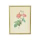 Vintage sixties roses framed botanical print cards p.j. redoute 42x32cm