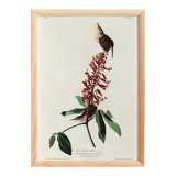 Poster about the Carolina wren, based on an old engraving from 1827