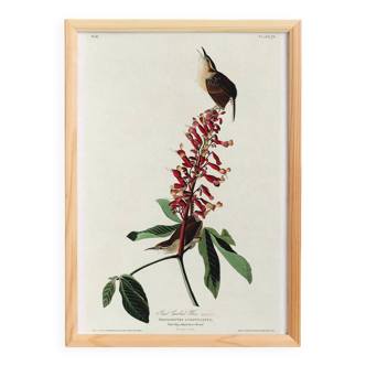 Poster about the Carolina wren, based on an old engraving from 1827