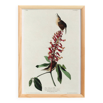 Poster about the Carolina wren, based on an old engraving from 1827