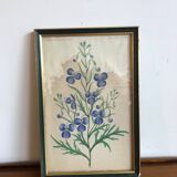 Botanical vintage illustration