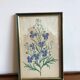 Botanical vintage illustration