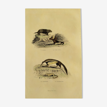 Planche zoologique originale "Urson - Porc-Epic - Tamanoir - Fourmilier" Buffon 1840