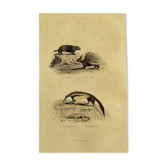 Original zoological plank "Urson - Pork-Epic - Tamanoir - Anteater" Buffon 1840