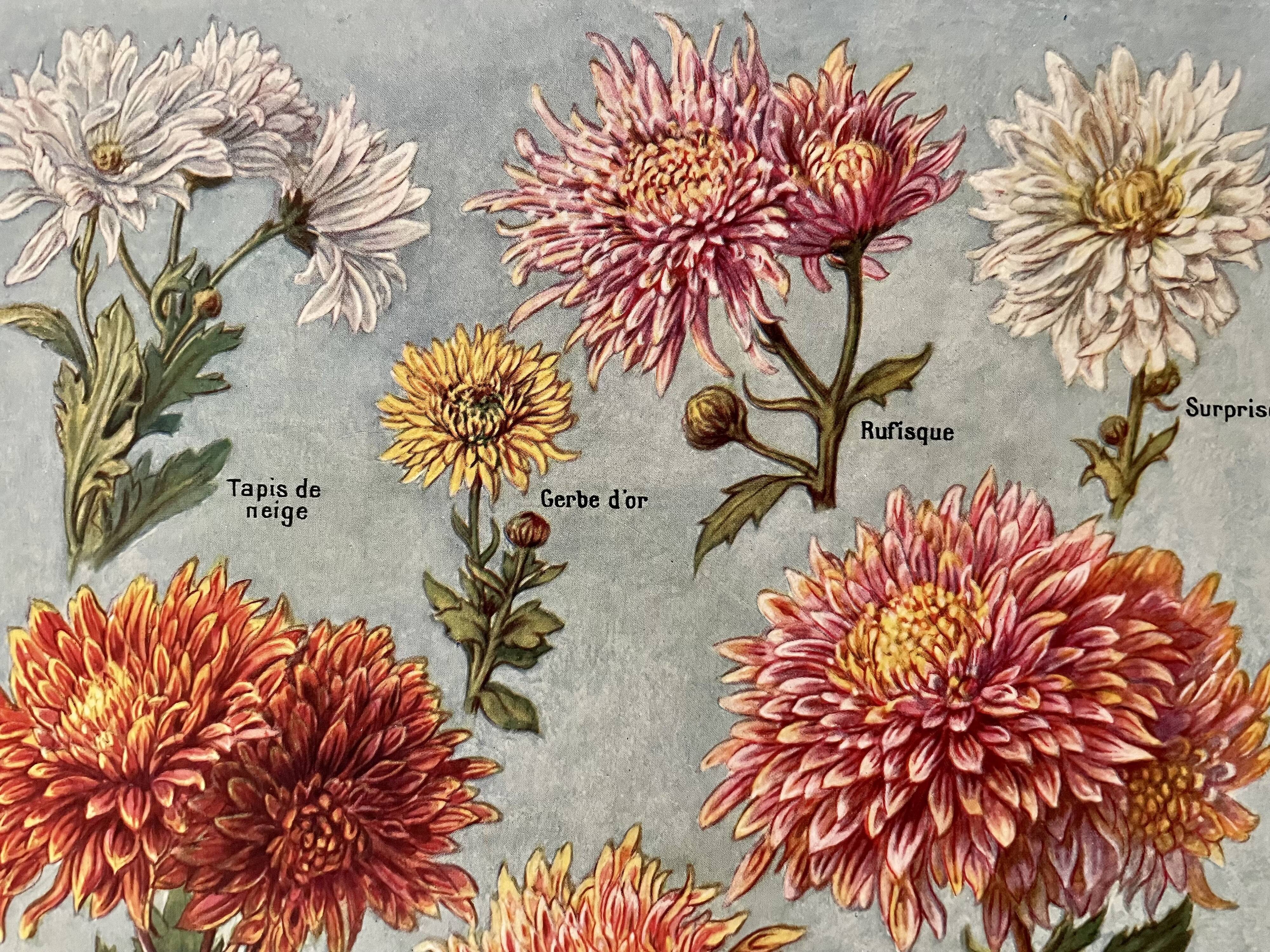 Lithograph on chrysanthemum flowers - 1920