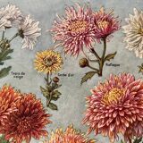 Lithograph on chrysanthemum flowers - 1920