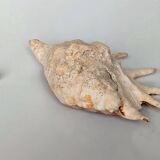 Large pink shell - Large Lambis - Strombidae - Lambis Truncata with 7 digitizations