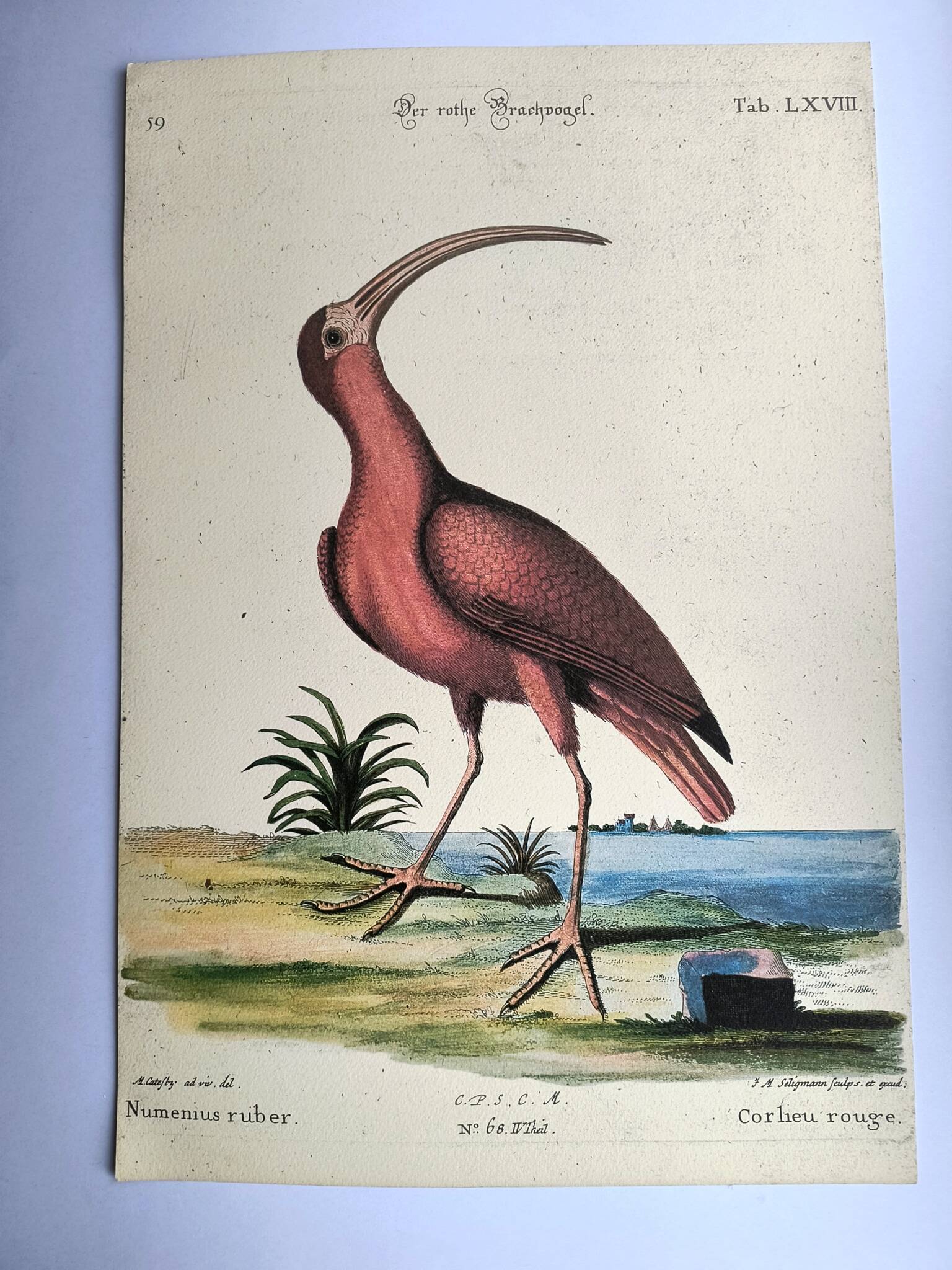 Antique bird engraving - Red Whimbrel - Nature plate by Seligmann