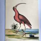 Antique bird engraving - Red Whimbrel - Nature plate by Seligmann