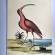 Gravure ancienne oiseau - Corlieu Rouge- Planche nature de Seligmann