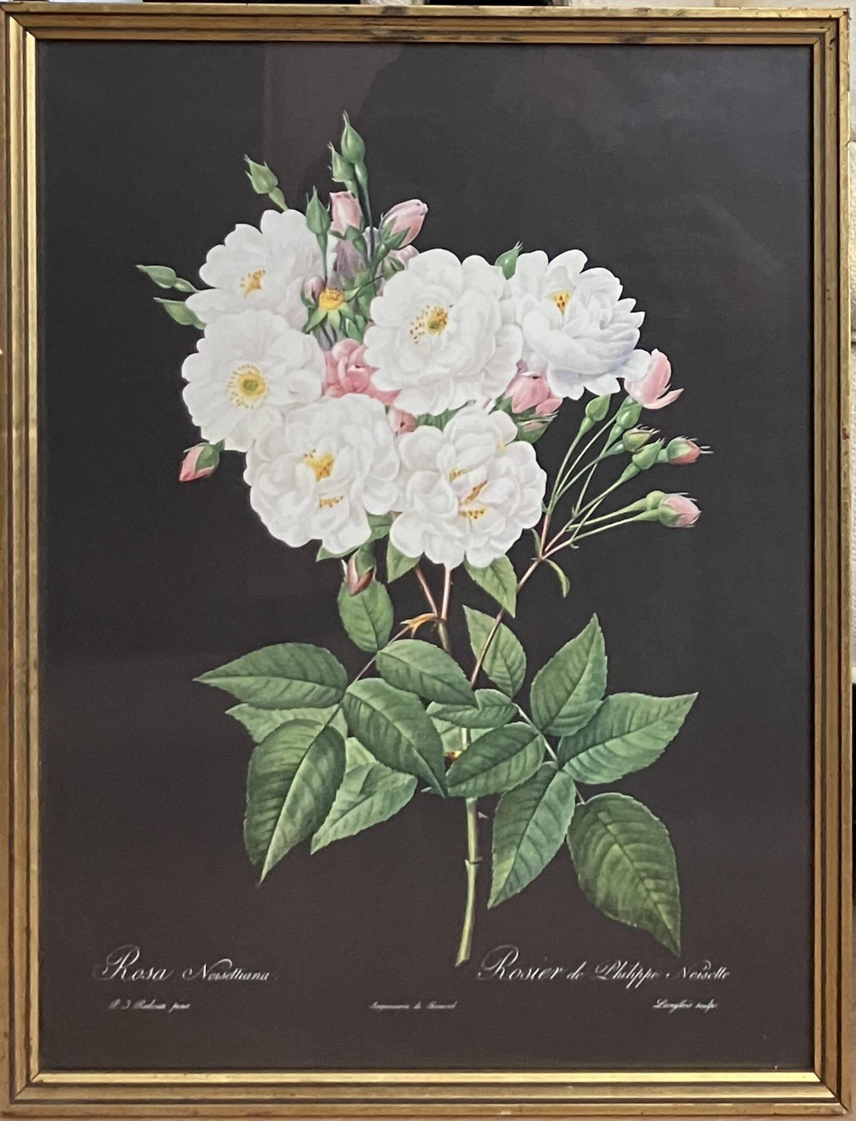 Lithograph - botanical plate "Rose of Philippe Noisette" by PJ Redouté