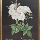 Lithograph - botanical plate "Rose of Philippe Noisette" by PJ Redouté