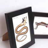 Set of 2 framed chimera lithograph animal engraving