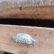 Vintage solid wood carpenter's workbench