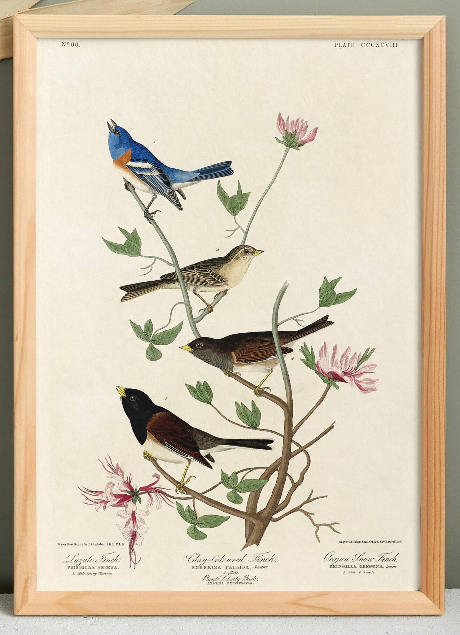 Affiche sur les bruants, d’après une gravure ancienne de 1827.