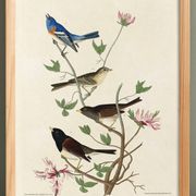 Affiche sur les bruants, d’après une gravure ancienne de 1827.