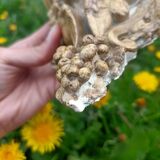 Angel wall decoration 💐