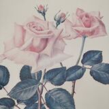Illustration fleur rose cadre bois doré