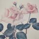 Illustration flower pink frame gilded wood