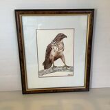 Ancien cadre rapace oiseau