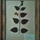 Lot de 8 planches herbier