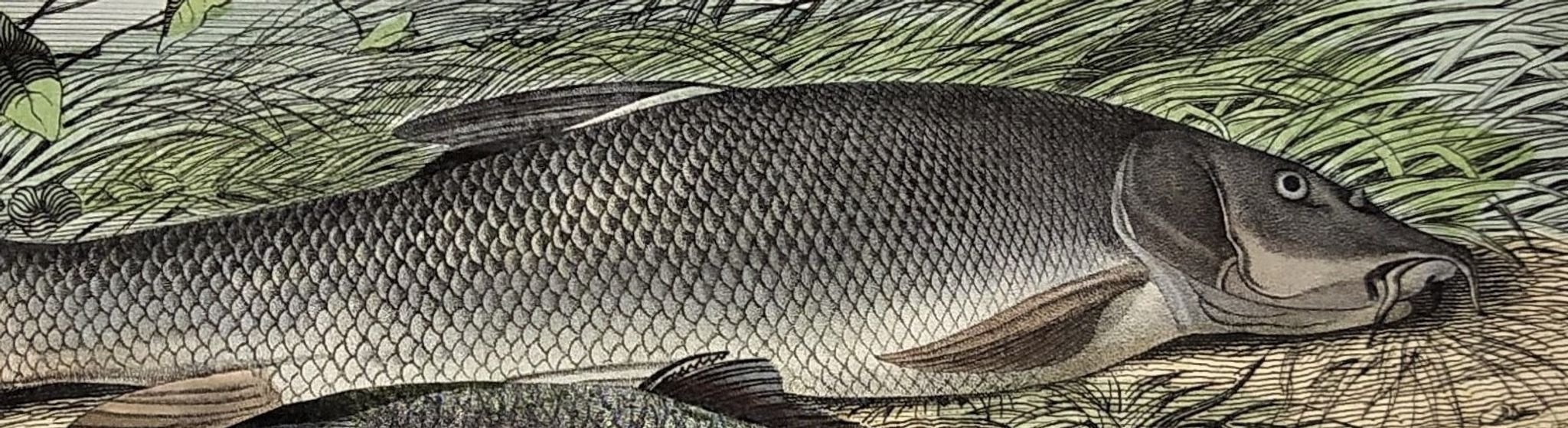 Original zoological plate of 1839 " le barbeau, la carpe,.....