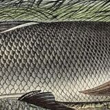 Original zoological plate of 1839 " le barbeau, la carpe,.....
